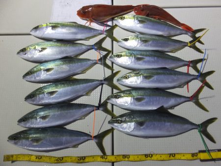 Hit Rush(ヒット ラッシュ） 釣果…