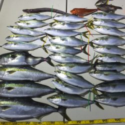 Hit Rush(ヒット ラッシュ） 釣果