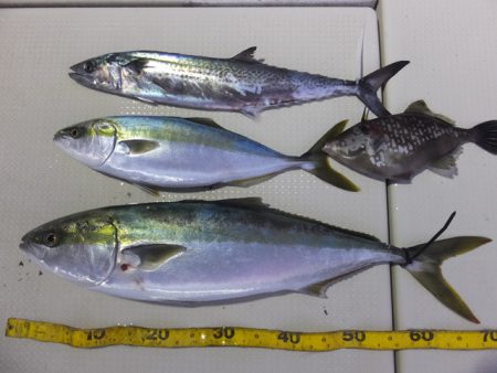 Hit Rush(ヒット ラッシュ） 釣果…