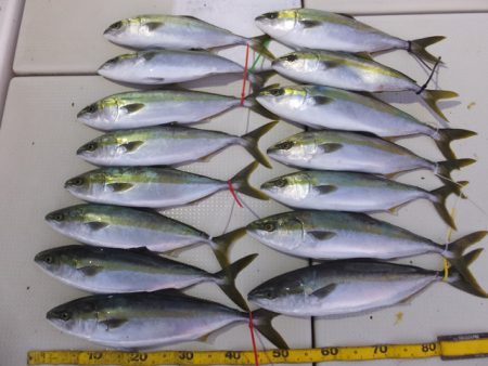 Hit Rush(ヒット ラッシュ） 釣果…