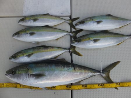 Hit Rush(ヒット ラッシュ） 釣果…