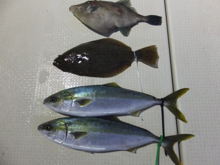 Hit Rush(ヒット ラッシュ） 釣果…