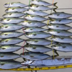 Hit Rush(ヒット ラッシュ） 釣果