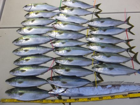 Hit Rush(ヒット ラッシュ） 釣果…