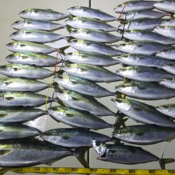 Hit Rush(ヒット ラッシュ） 釣果