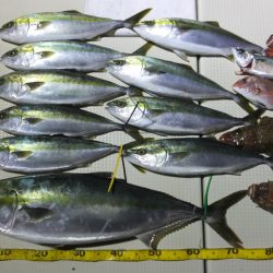 Hit Rush(ヒット ラッシュ） 釣果