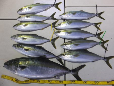 Hit Rush(ヒット ラッシュ） 釣果…