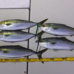 Hit Rush(ヒット ラッシュ) 釣果