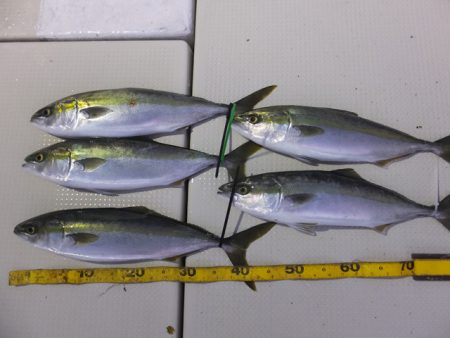 Hit Rush(ヒット ラッシュ） 釣果…