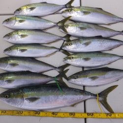 Hit Rush(ヒット ラッシュ) 釣果