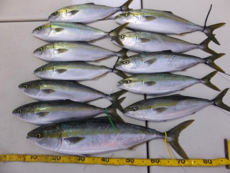 Hit Rush(ヒット ラッシュ) 釣果