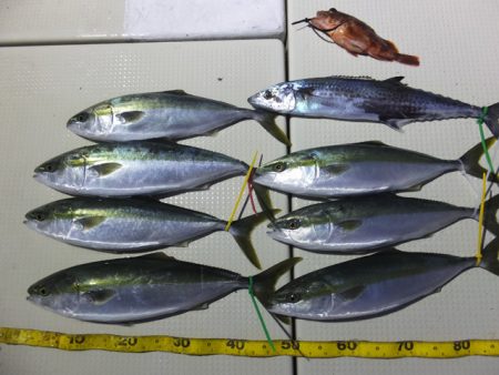 Hit Rush(ヒット ラッシュ） 釣果…