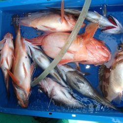 第二むつ漁丸 釣果