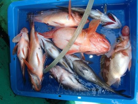 第二むつ漁丸 釣果