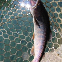 小菅トラウトガーデン 釣果