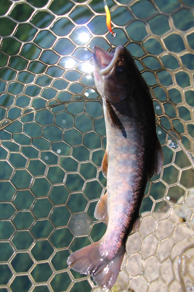 小菅トラウトガーデン 釣果