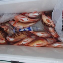 第二むつ漁丸 釣果