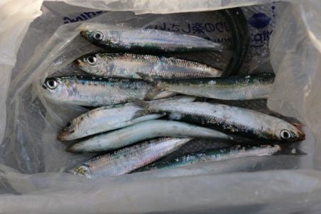 へいみつ丸 釣果