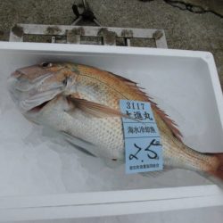 大進丸(新潟) 釣果