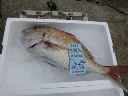 大進丸(新潟) 釣果