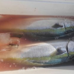 遊漁船 新鋭丸 釣果