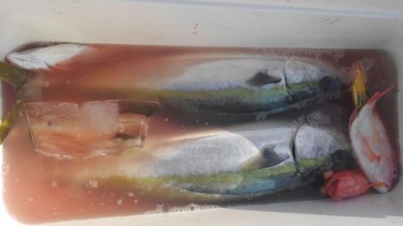 遊漁船 新鋭丸 釣果