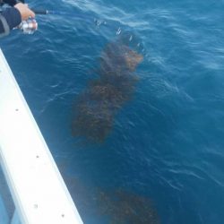 第五慶門丸 釣果