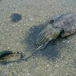 太刀魚からのぉ墨野郎