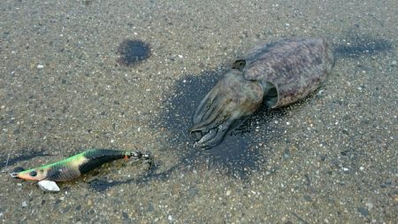 太刀魚からのぉ墨野郎