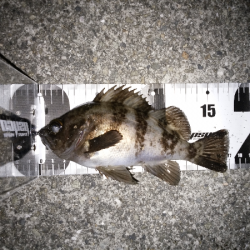 やっぱり渋い…