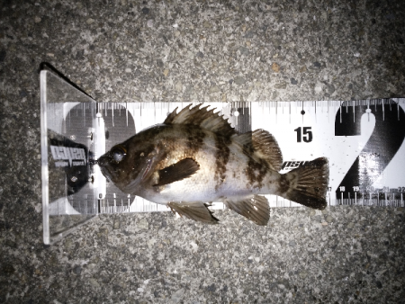 やっぱり渋い…