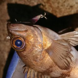 ハンドメイドプラグで初釣果