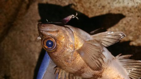 ハンドメイドプラグで初釣果