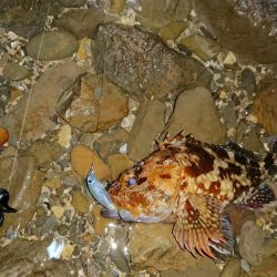 プラグでガシラ！