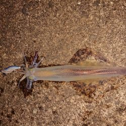 久しぶりの複数釣果