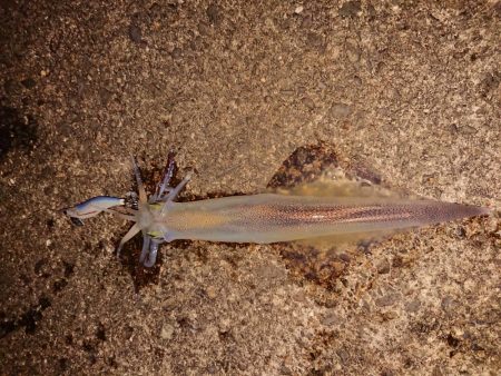 久しぶりの複数釣果