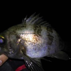 渋々メバリング