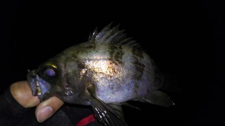 渋々メバリング