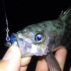 春はまだ遠い…