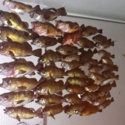 ボートメバリング