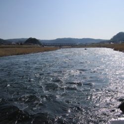 狩野川（狩野川漁業協同組合） 釣果
