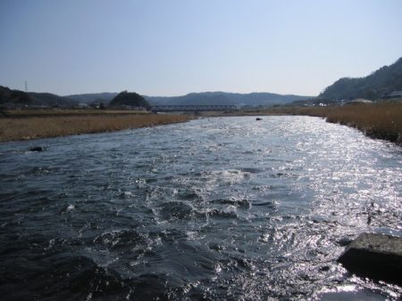 狩野川（狩野川漁業協同組合） 釣果