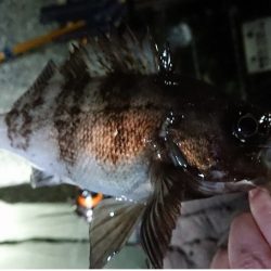 2夜連続のメバリング