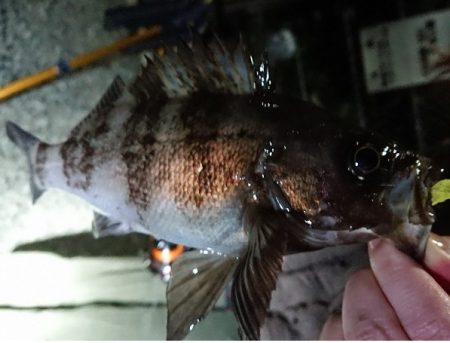 ２夜連続のメバリング