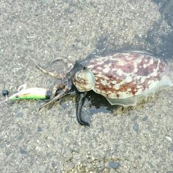 太刀魚からのぉ墨野郎