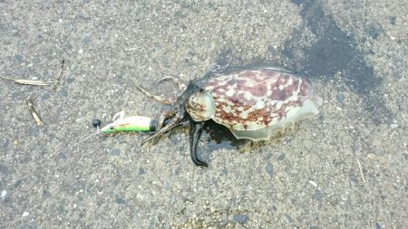 太刀魚からのぉ墨野郎