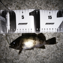 やっぱり渋い…