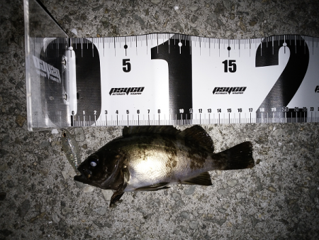 やっぱり渋い…