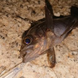 メバルプラッキング