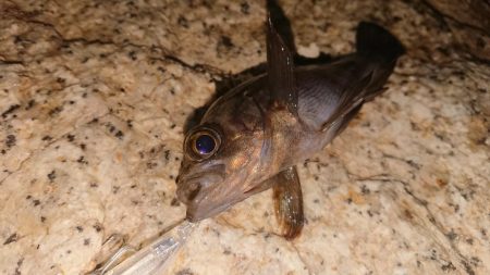 メバルプラッキング